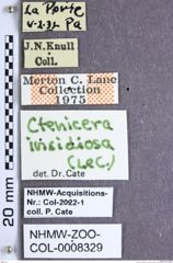Etiketten zu Metanomus insidiosus (LeConte, 1853) (NHMW-ZOO-COL-0008329)